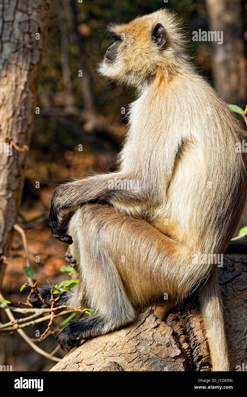 A Very Pensive Grey Langur Also Known As The Hanuman Langur Stock Photo