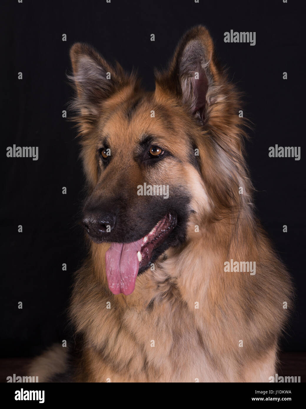 German Shepherd Dog Head Stock Photo