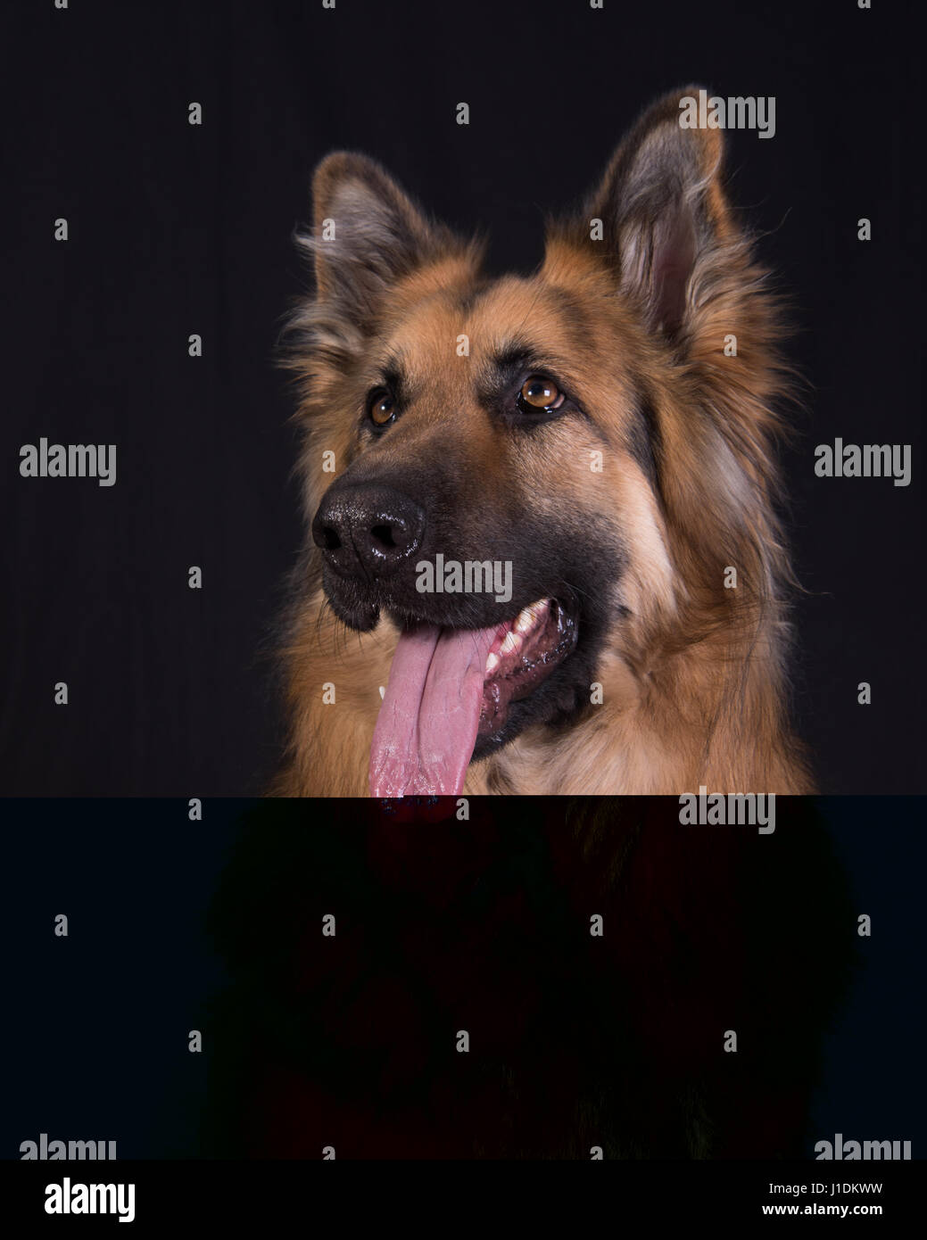 German Shepherd Dog Head Stock Photo