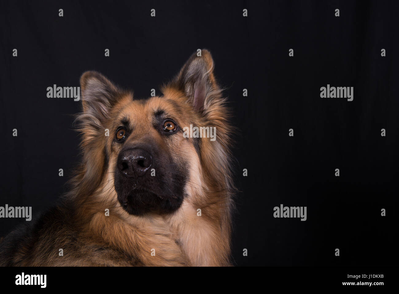 german shepherd 3 coat