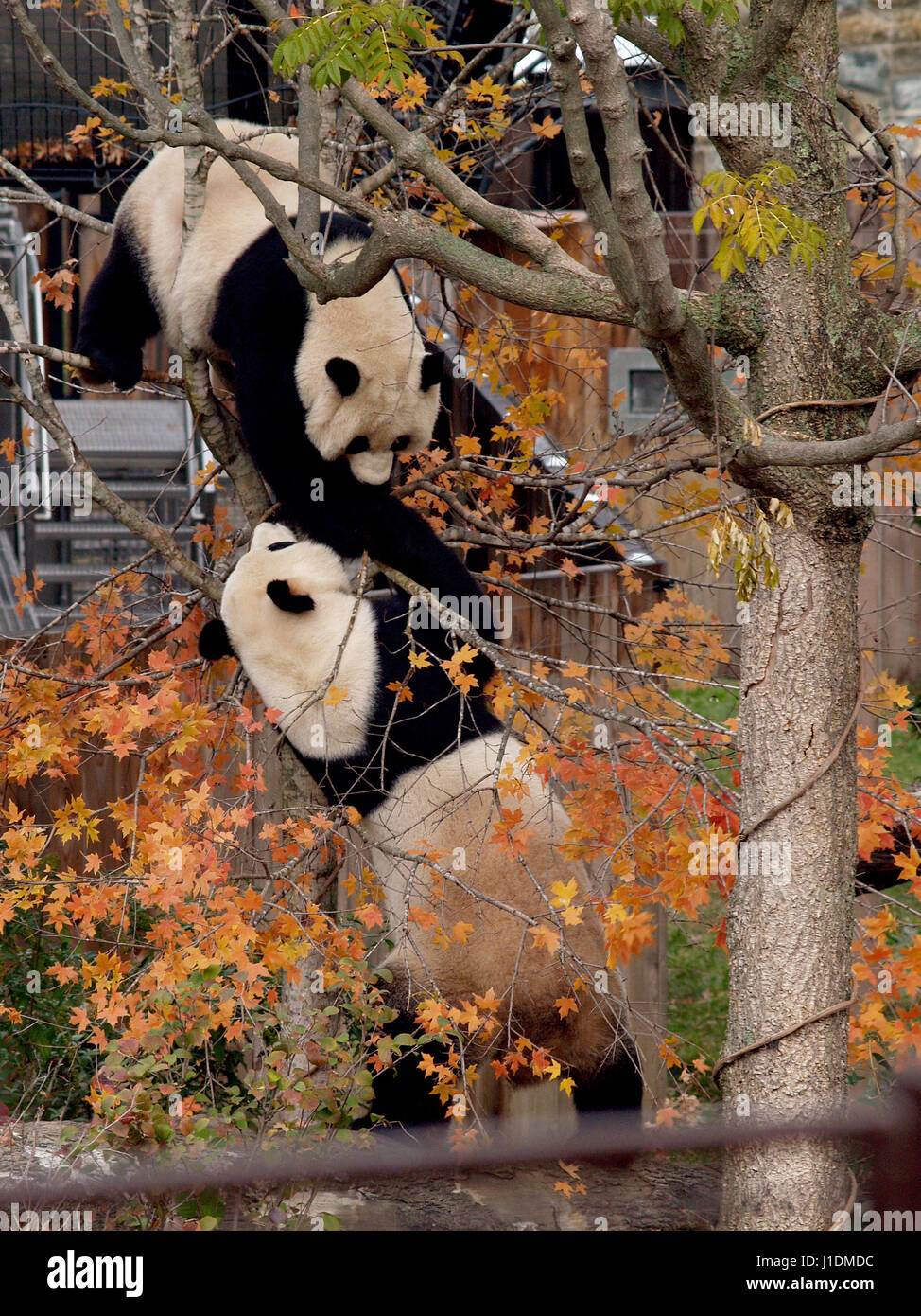 Washington dc national zoo pandas hires stock photography and images