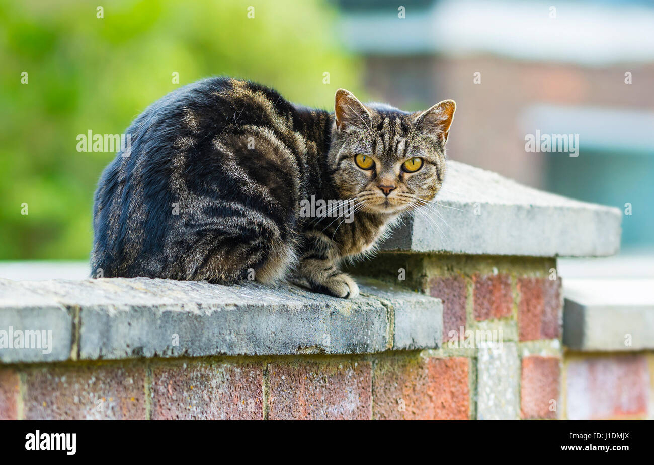Tabby cat sitting on a wall looking at the camera. Stock Photo