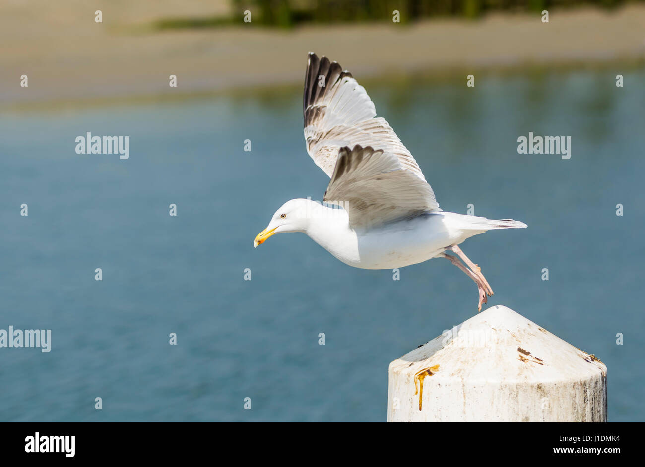 Side view of a seagull taking off and flying over water in the UK. Stock Photo