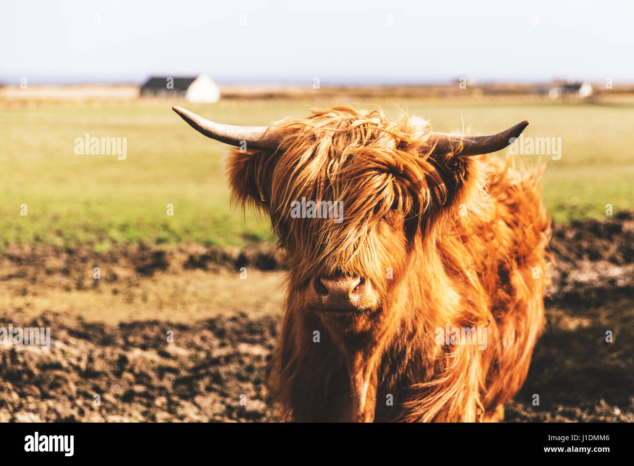 Highland cattle cow in Scotland field Stock Photo - Alamy