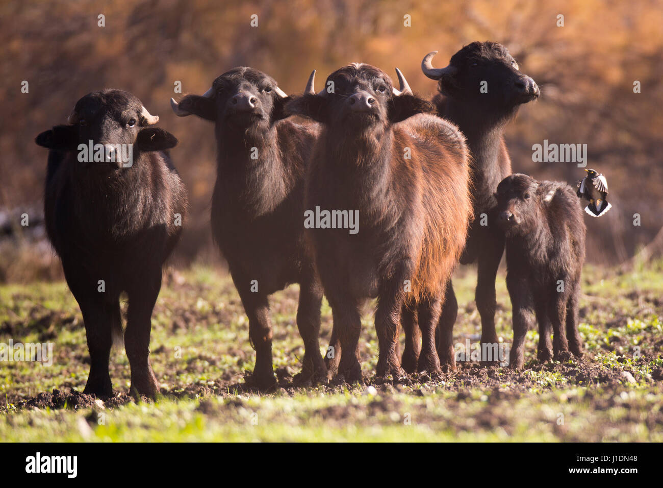 A herd of wild Water Buffaloes (Bubalus bubalis). Photographed in Ein Afek nature reserve, Israel Stock Photo