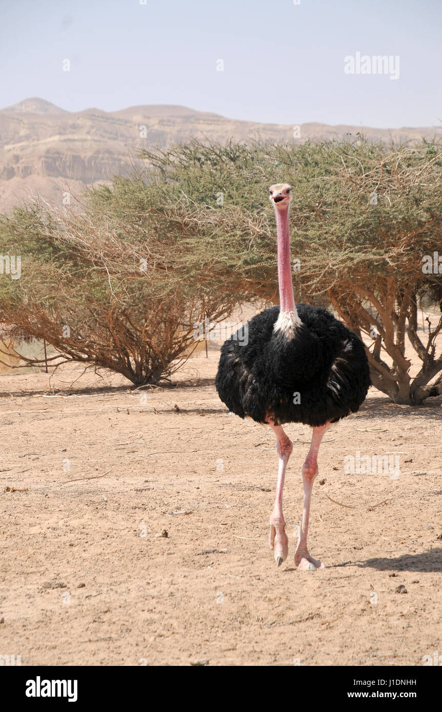 Israel, Aravah, The Yotvata Hai-Bar Nature Reserve breeding and reacclimation centre. Ostrich, Struthio camelus Stock Photo