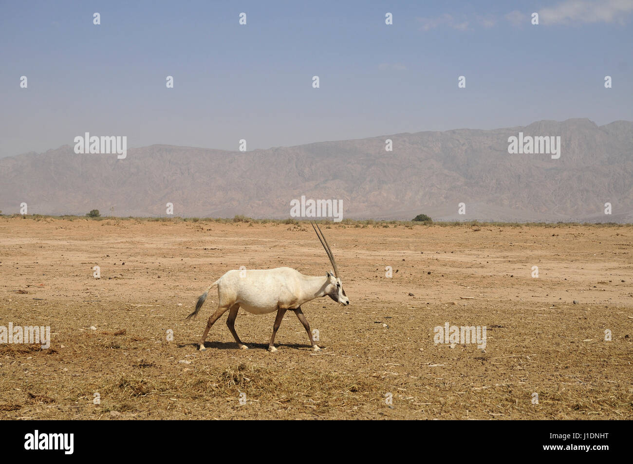 A breeding herd of Arabian Oryx (Oryx leucoryx) (AKA White Oryx) Photographed at The Yotvata Hai-Bar Nature Reserve breeding and reacclimation centre, Stock Photo