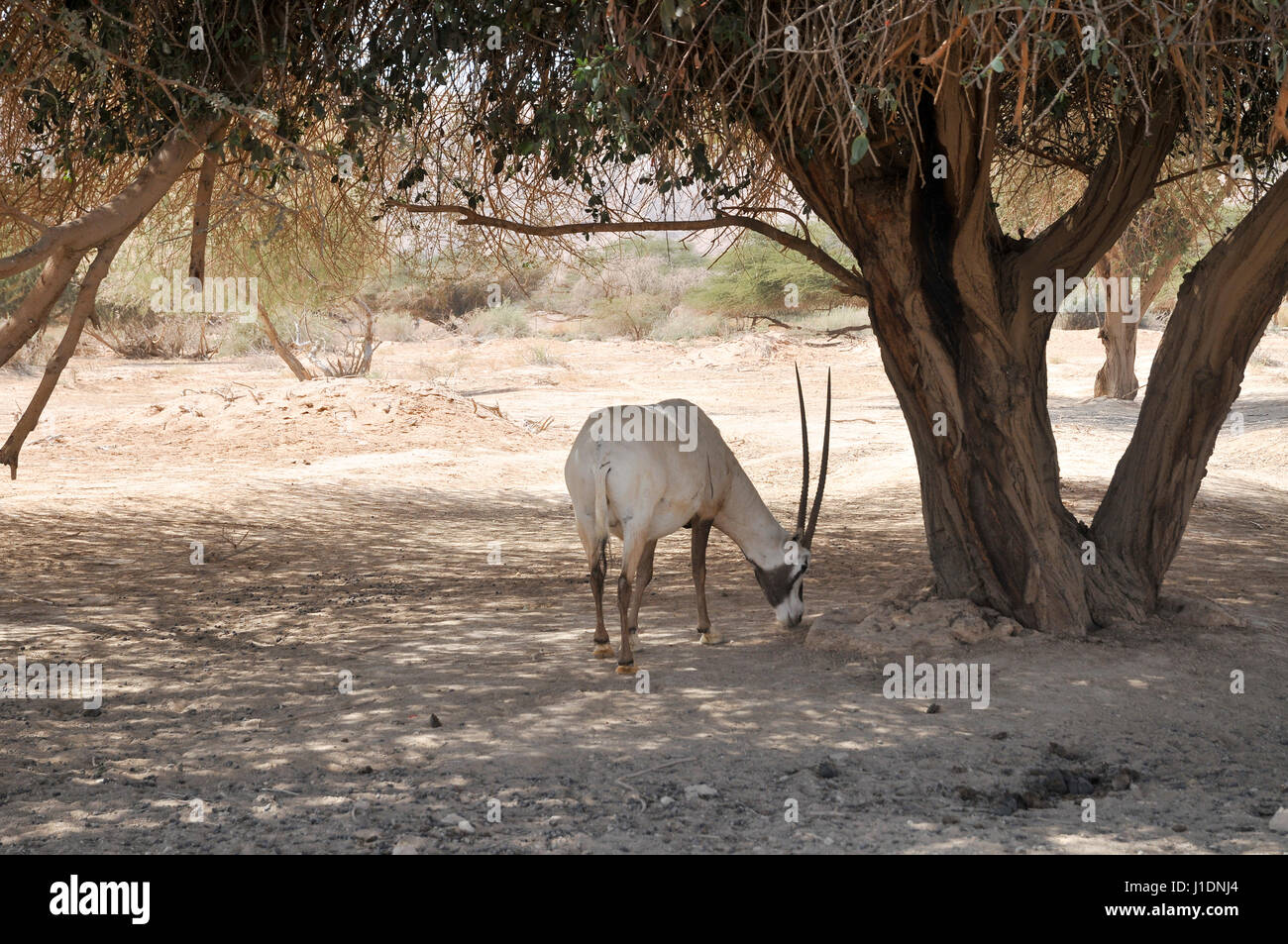 A breeding herd of Arabian Oryx (Oryx leucoryx) (AKA White Oryx) Photographed at The Yotvata Hai-Bar Nature Reserve breeding and reacclimation centre, Stock Photo