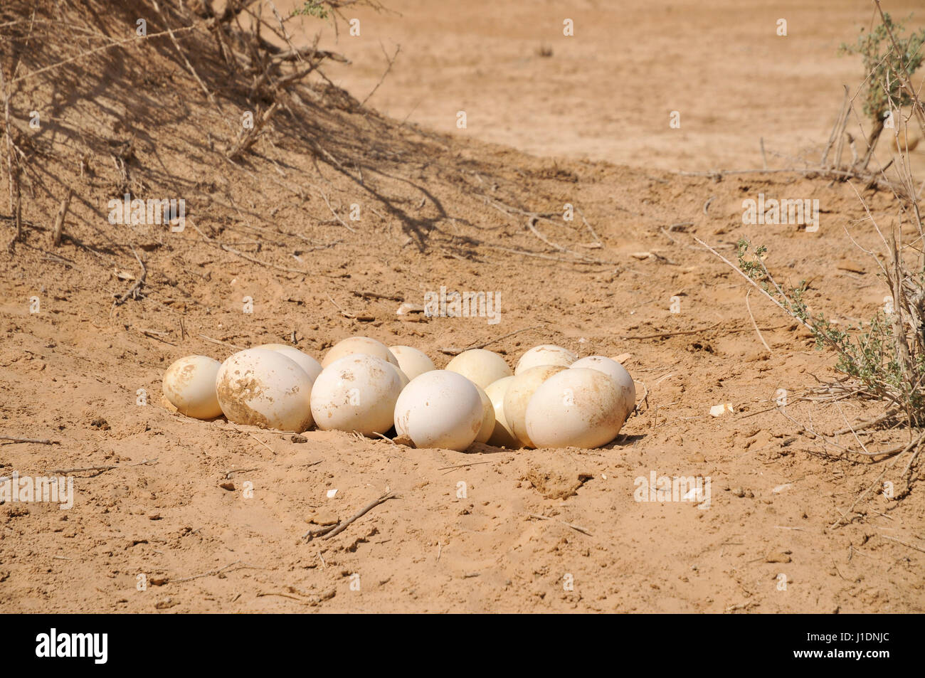 Israel, Aravah, The Yotvata Hai-Bar Nature Reserve breeding and reacclimation centre. eggs of an Ostrich, Struthio camelus Stock Photo