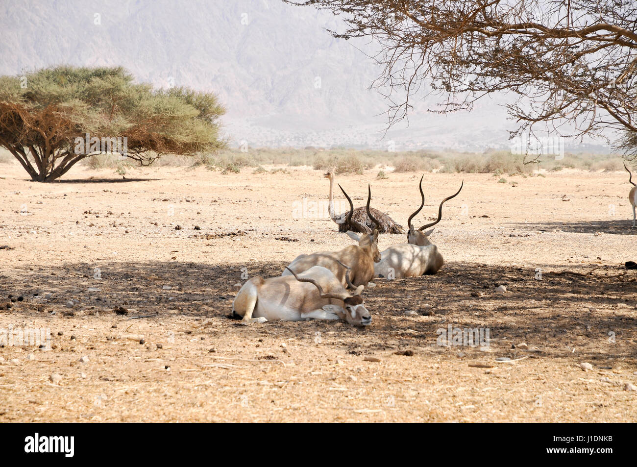 Addax (Addax nasomaculatus) critically endangered desert antelope, Extinct in the wild in Israel. Photographed at the Yotvata Hai-Bar Nature Reserve b Stock Photo