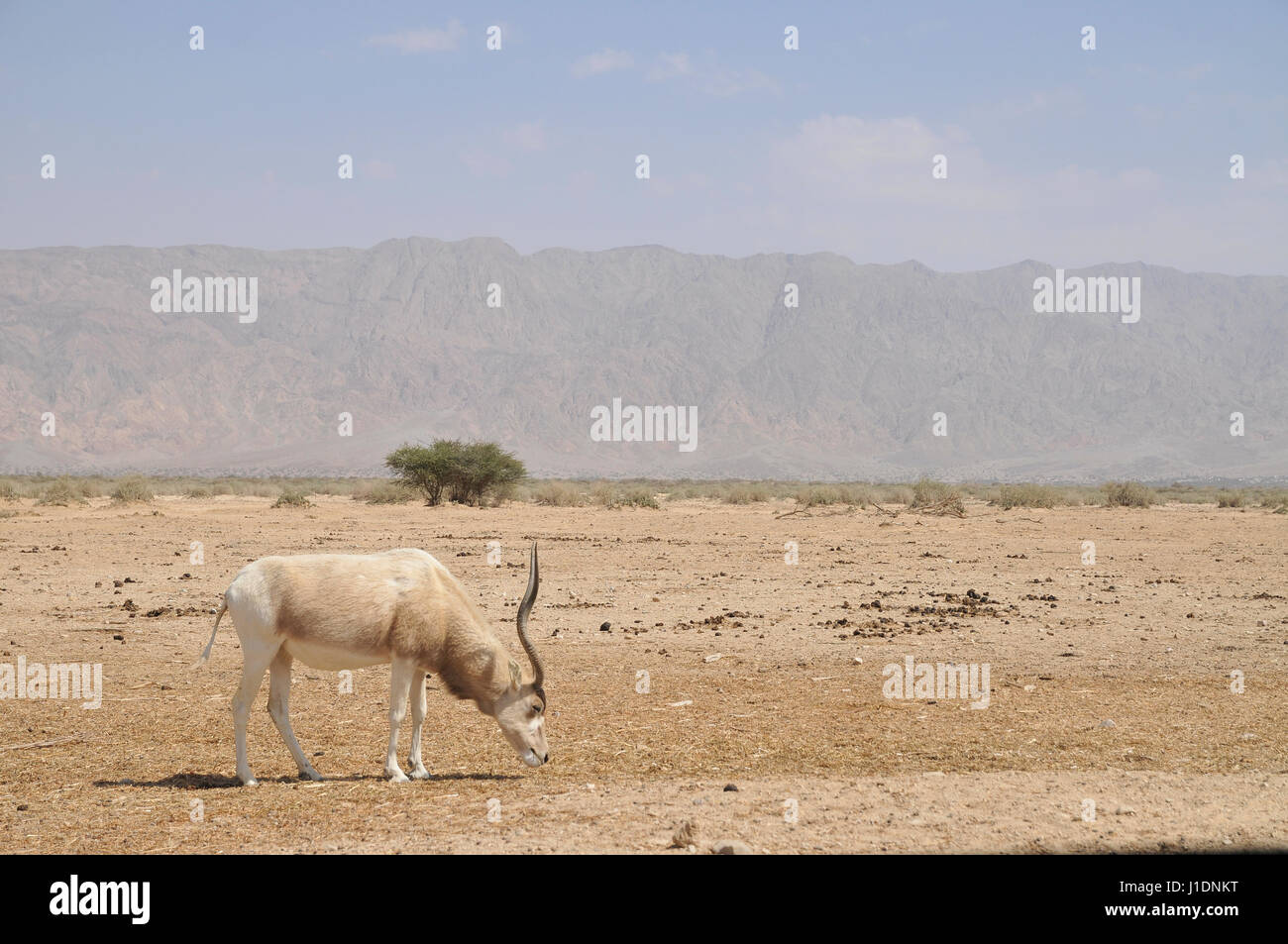 Addax (Addax nasomaculatus) critically endangered desert antelope, Extinct in the wild in Israel. Photographed at the Yotvata Hai-Bar Nature Reserve b Stock Photo