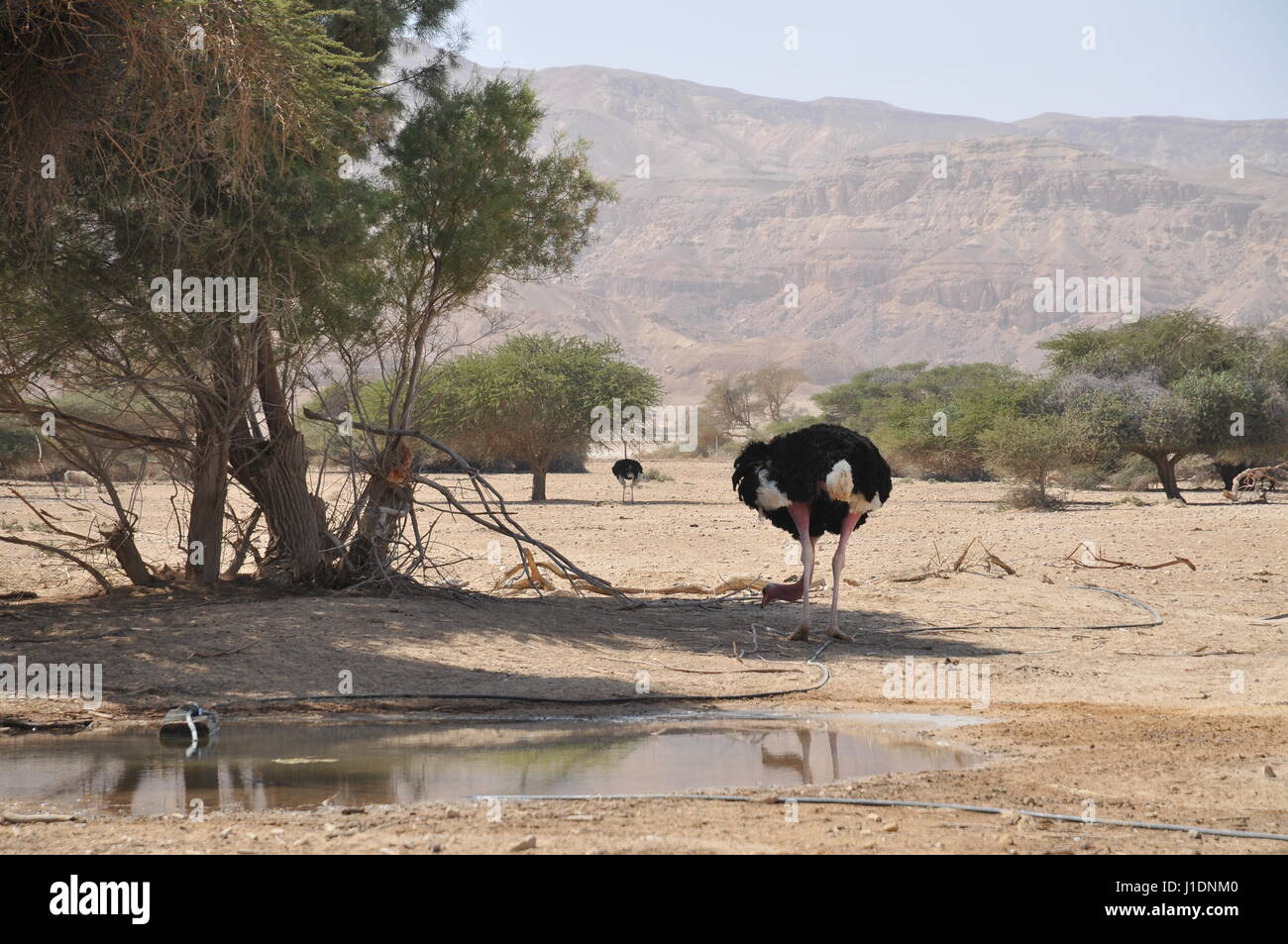 Israel, Aravah, The Yotvata Hai-Bar Nature Reserve breeding and reacclimation centre. Ostrich, Struthio camelus Stock Photo