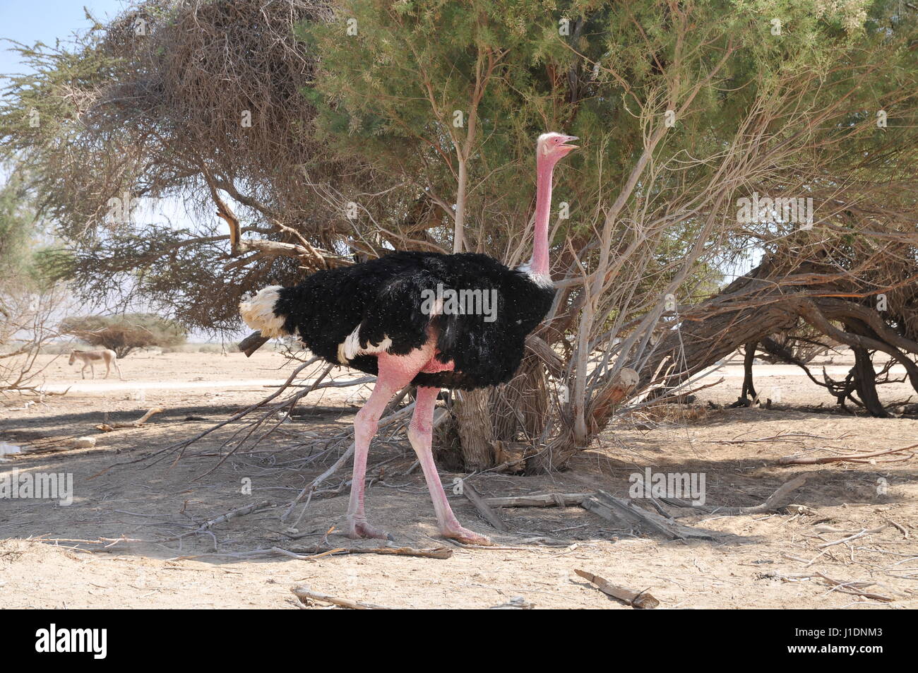 Israel, Aravah, The Yotvata Hai-Bar Nature Reserve breeding and reacclimation centre. Ostrich, Struthio camelus Stock Photo