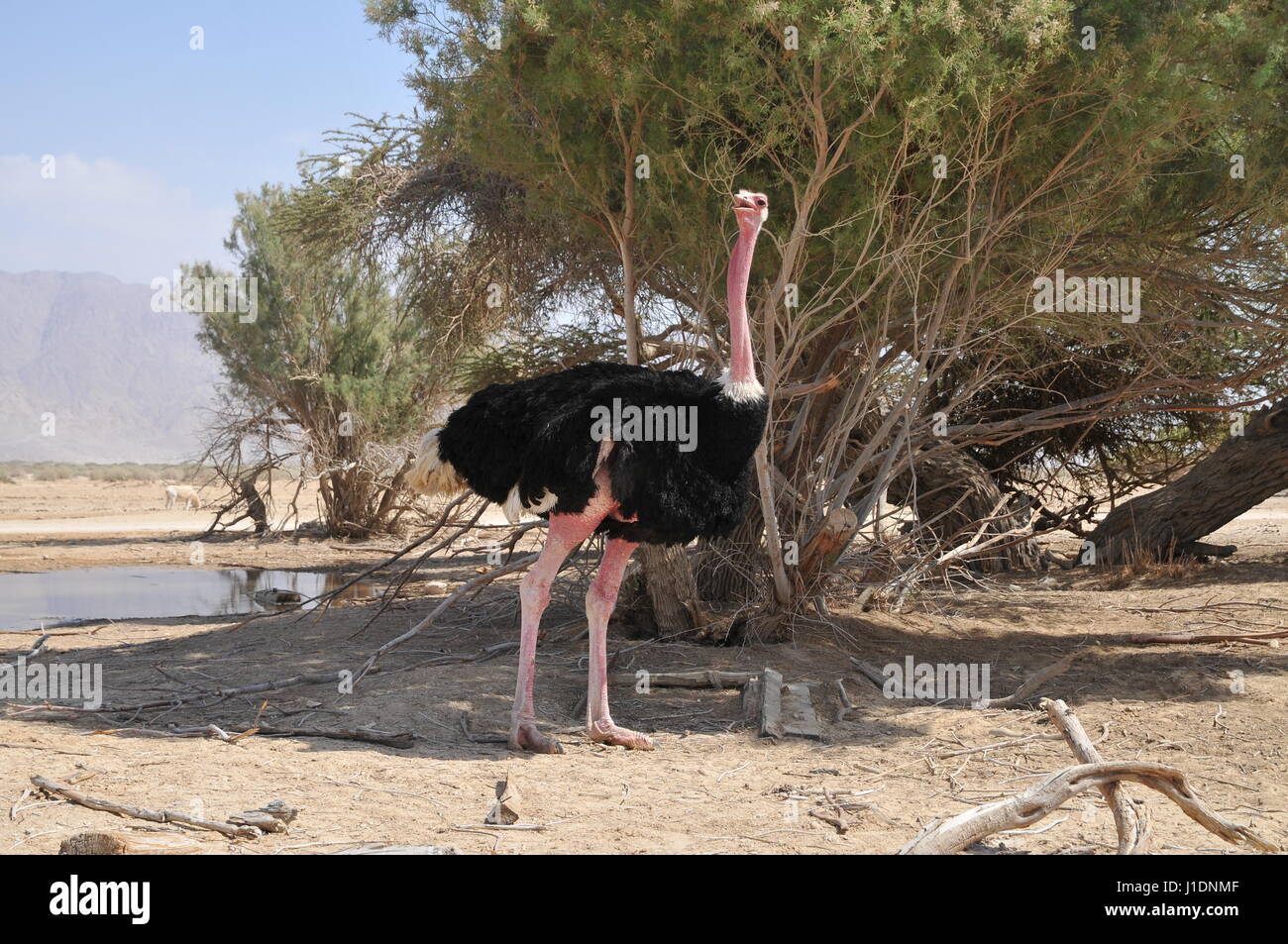 Israel, Aravah, The Yotvata Hai-Bar Nature Reserve breeding and reacclimation centre. Ostrich, Struthio camelus Stock Photo