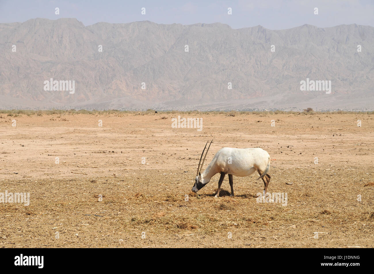 A breeding herd of Arabian Oryx (Oryx leucoryx) (AKA White Oryx) Photographed at The Yotvata Hai-Bar Nature Reserve breeding and reacclimation centre, Stock Photo