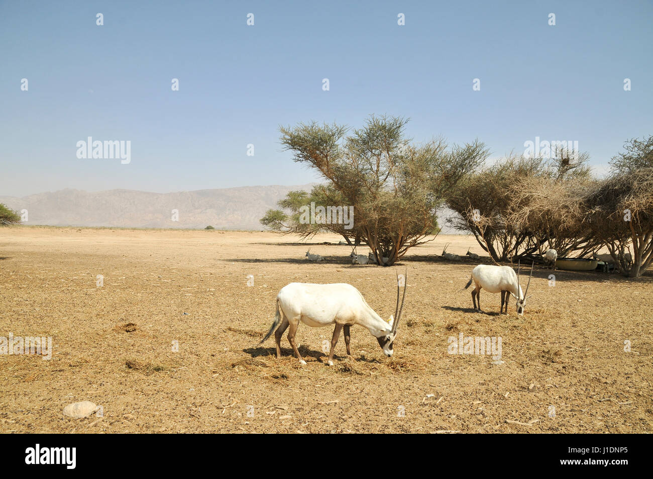 A breeding herd of Arabian Oryx (Oryx leucoryx) (AKA White Oryx) Photographed at The Yotvata Hai-Bar Nature Reserve breeding and reacclimation centre, Stock Photo