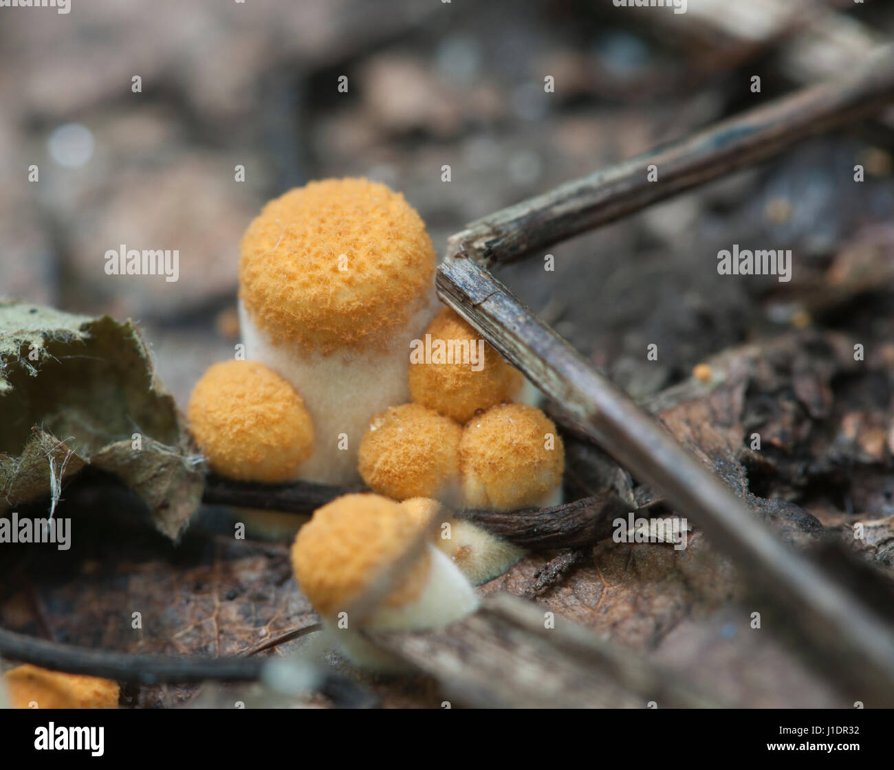 Crucibulum laeve mushrooms on the autumn leaves Stock Photo