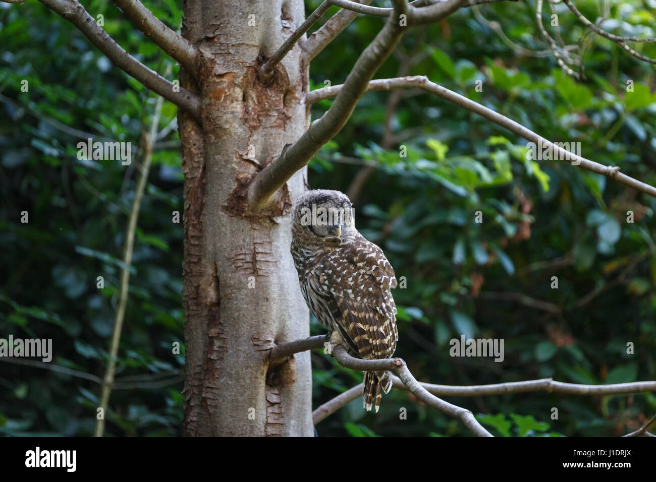 juvenile barred owl at Vancouver BC Canada Stock Photo