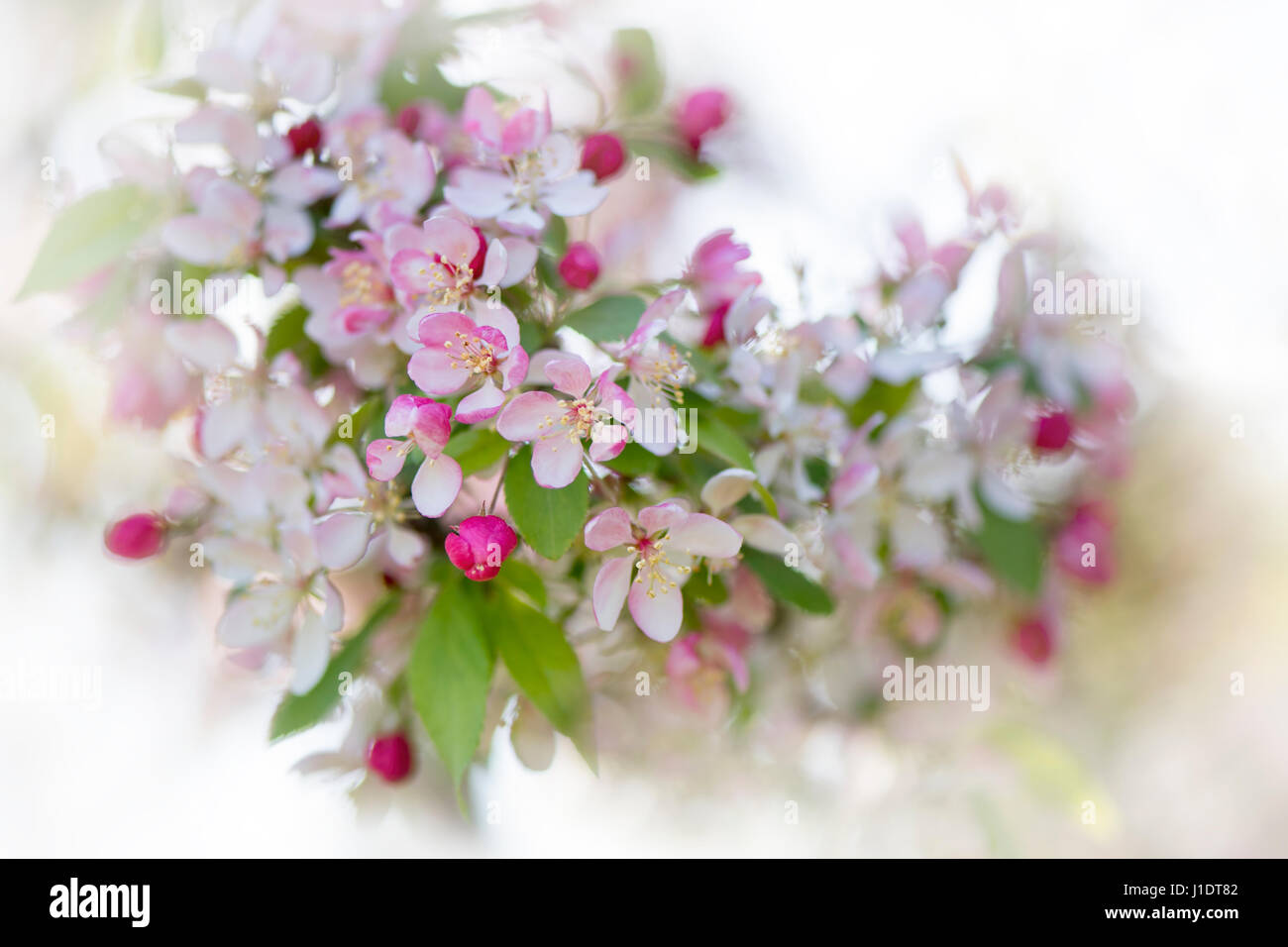 Close-up image of the pretty spring blossom pink and white flowers of the Japanese Crab apple tree - Malus floribunda Stock Photo