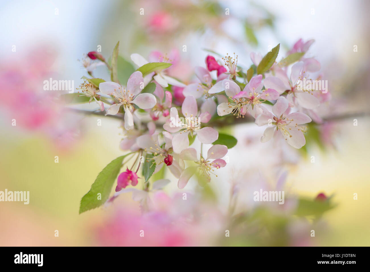 Close-up image of the pretty spring blossom pink and white flowers of the Japanese Crab apple tree - Malus floribunda Stock Photo