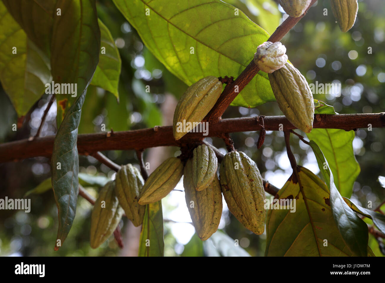 Spice Garden Sri Lanka on A9 Kandy Jaffna Highway Cocoa Pods Growing On Tree Stock Photo
