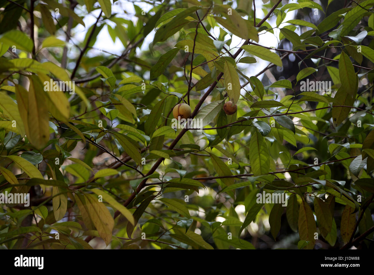 Spice Garden Sri Lanka on A9 Kandy Jaffna Highway Nutmeg Growing on