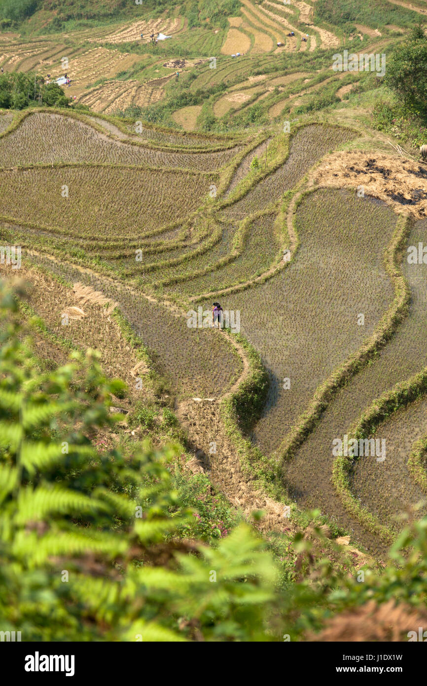 A birds eye view of the rice terraces of Sa Pa (Sapa) as a lone farmer carries out his work. Northern Vietnam, southeast Asia Stock Photo