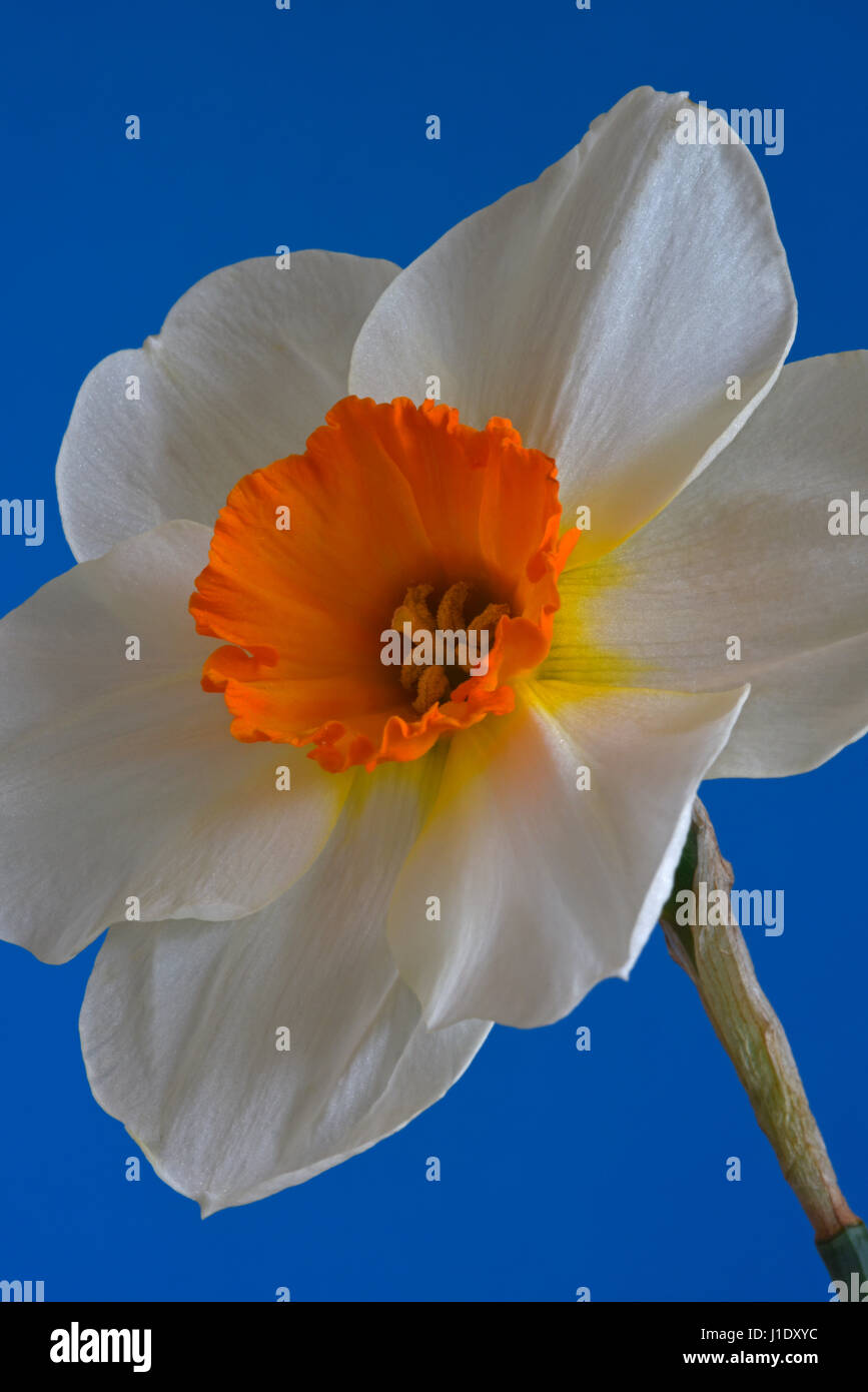 Single white Daffodil with orange trumpet. Stock Photo