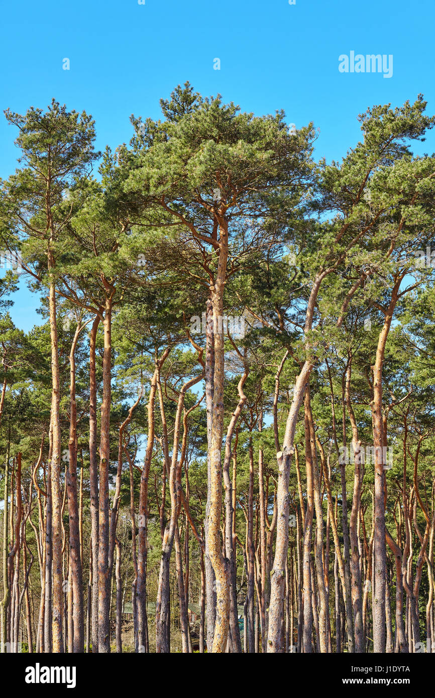 Picture of tall pine trees with blue sky in background Stock Photo - Alamy