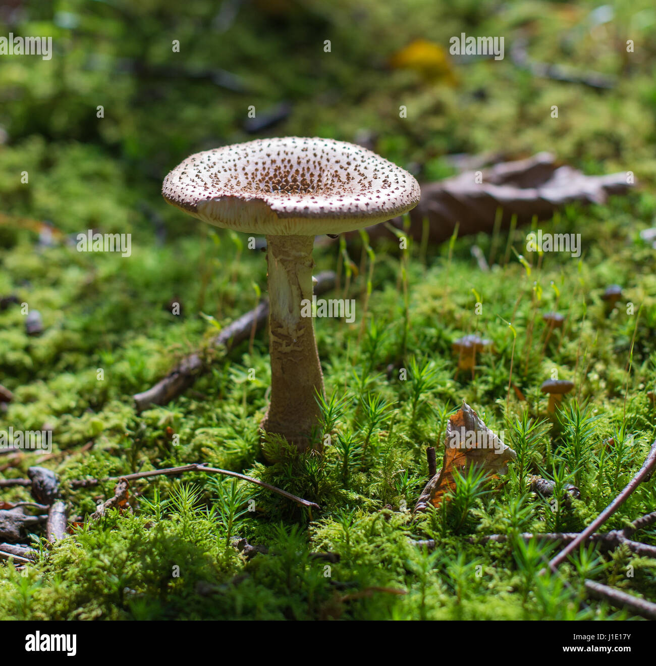 The blusher mushroom in moss, pine plantation, Isle of Man Stock Photo
