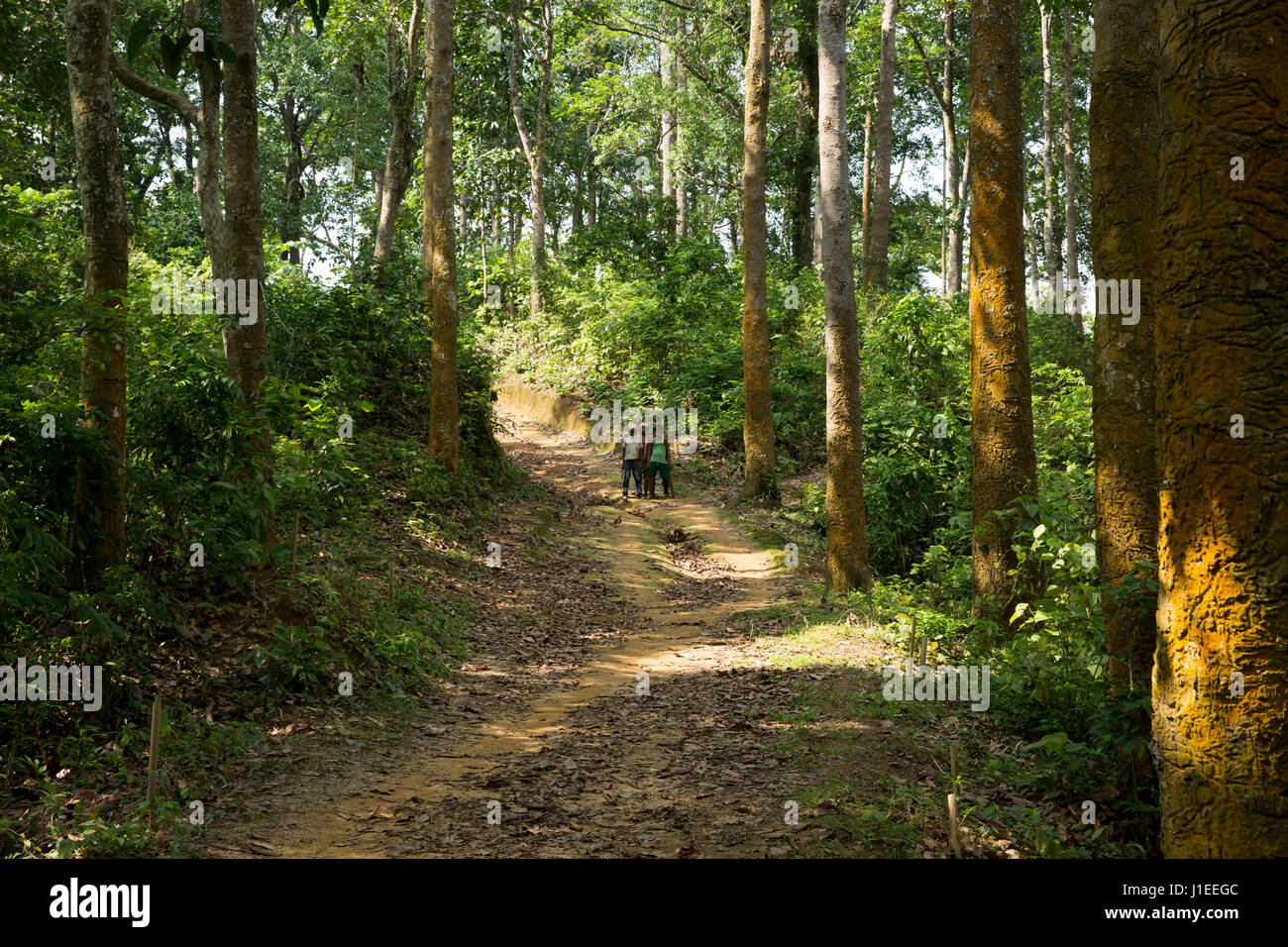 View of the Adampur Forest. It is a part of the Rajkandi Reserve Forest in Kamalganj. Moulvibazar, Bangladesh. Stock Photo