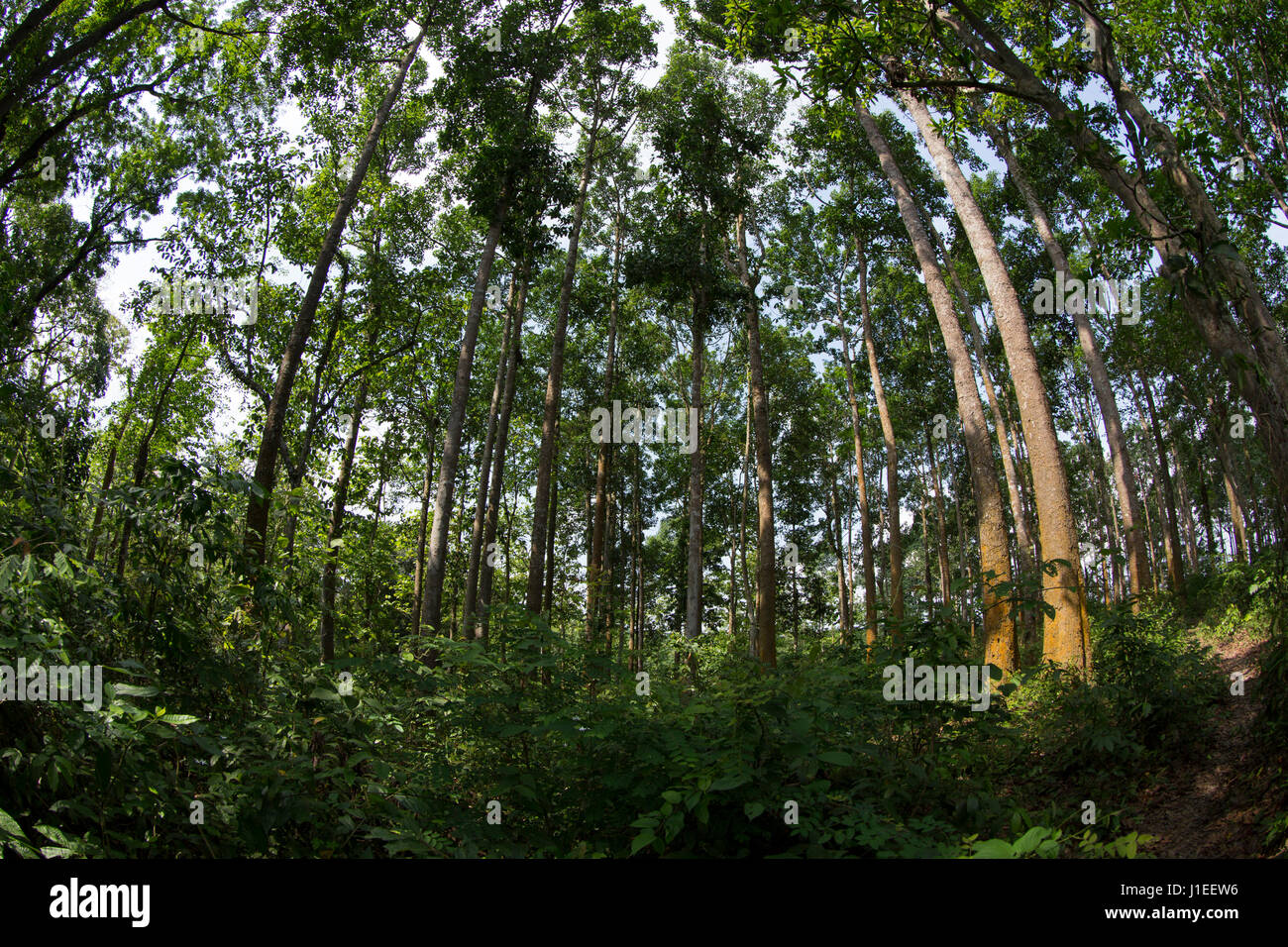 View of the Adampur Forest. It is a part of the Rajkandi Reserve Forest in Kamalganj. Moulvibazar, Bangladesh. Stock Photo