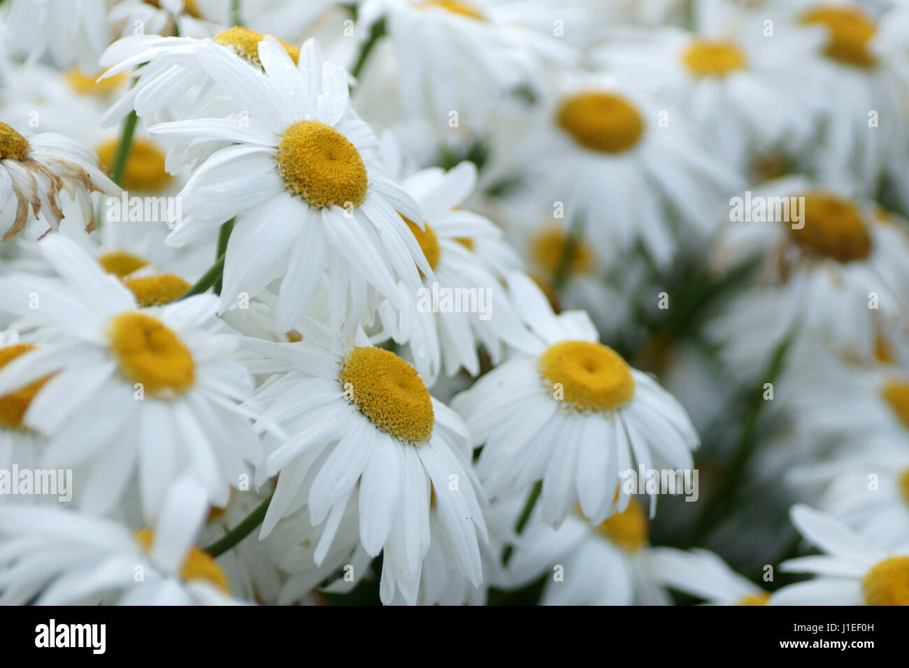 Shasta Daisy Stock Photo