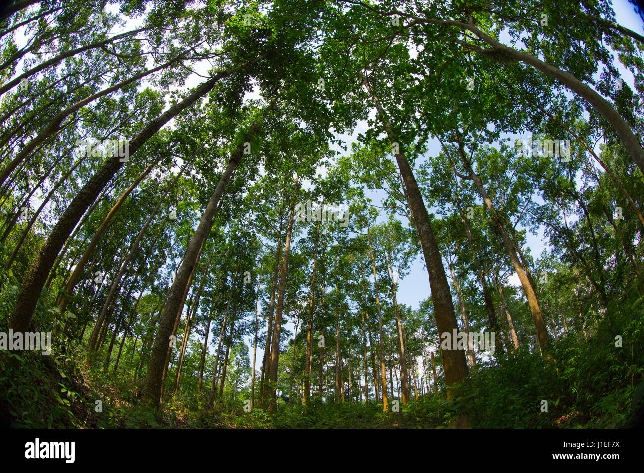 View of the Adampur Forest. It is a part of the Rajkandi Reserve Forest in Kamalganj. Moulvibazar, Bangladesh. Stock Photo