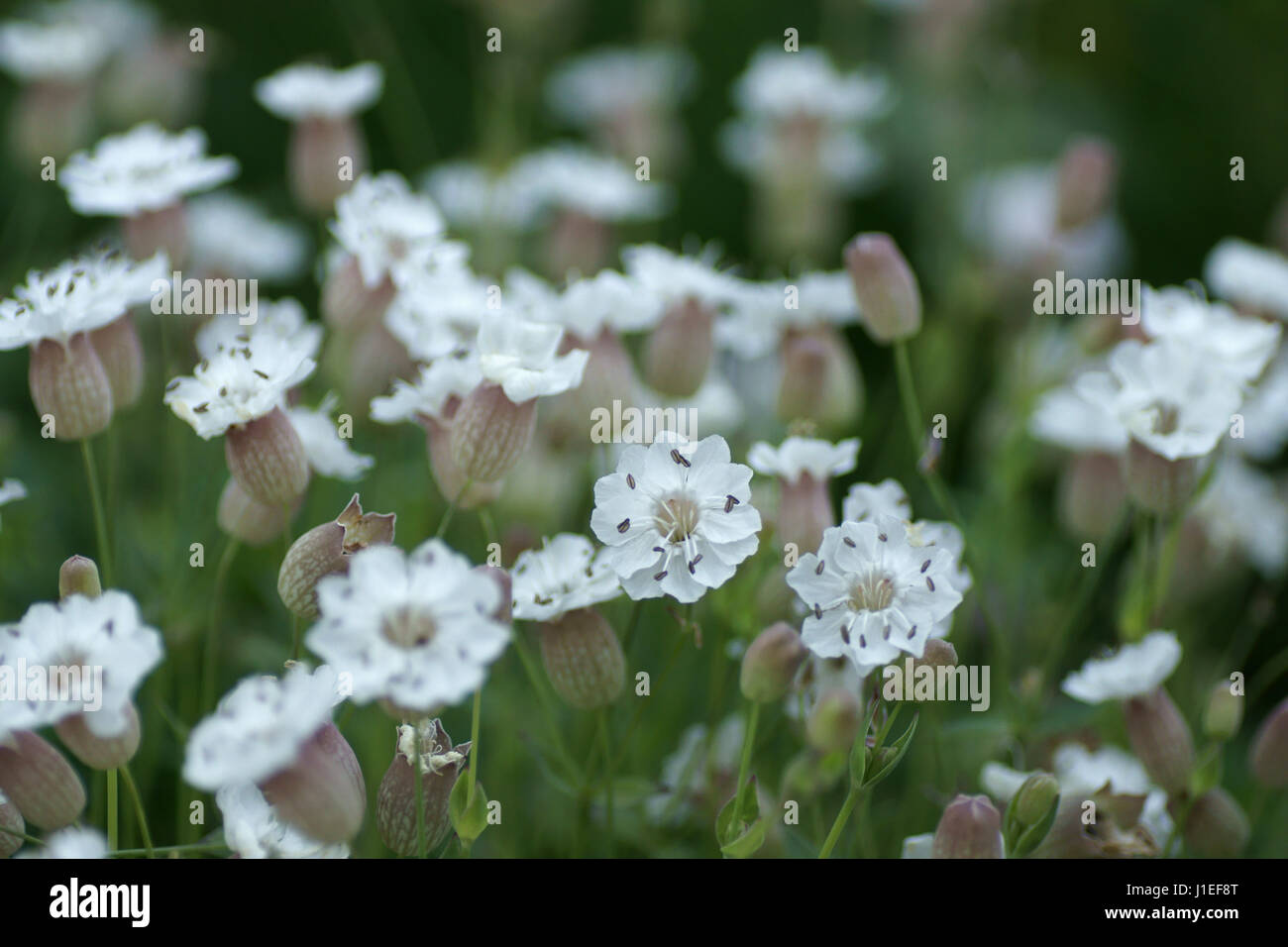 Silene uniflora 'White Bells' Stock Photo
