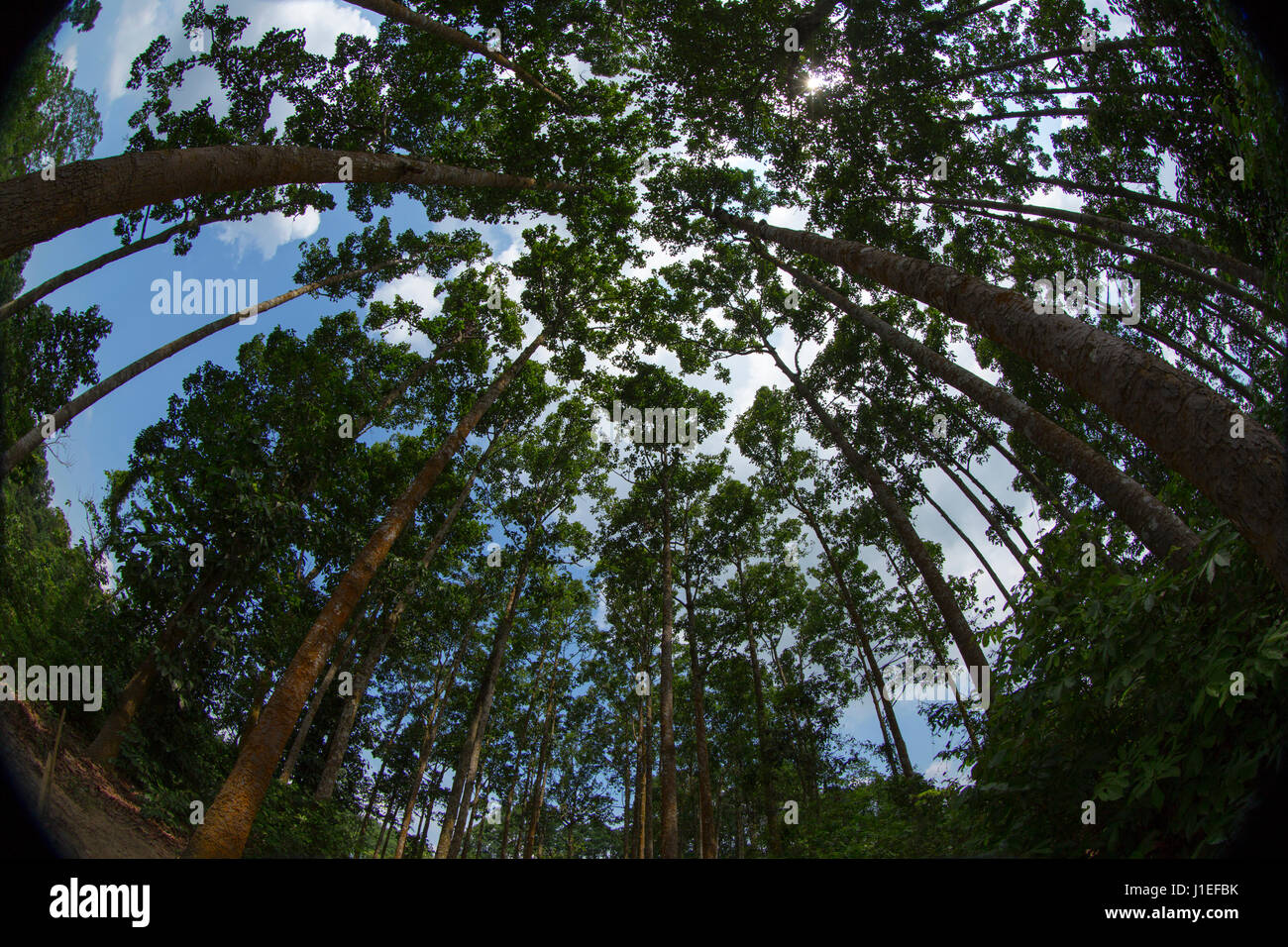 View of the Adampur Forest. It is a part of the Rajkandi Reserve Forest in Kamalganj. Moulvibazar, Bangladesh. Stock Photo