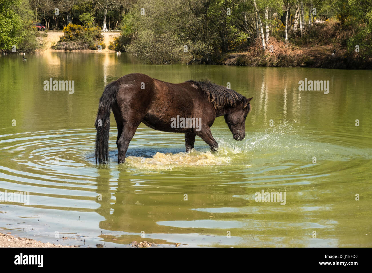 New Forest Pony treading water Stock Photo