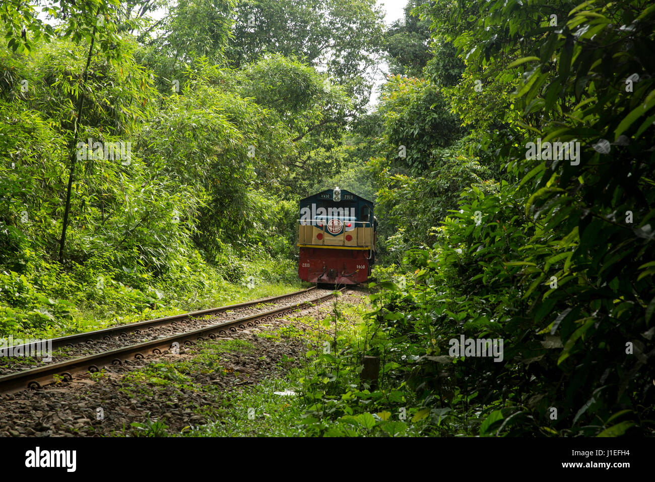 A train passes through the Lawachara National Park. Moulvibazar, Bangladesh. Stock Photo