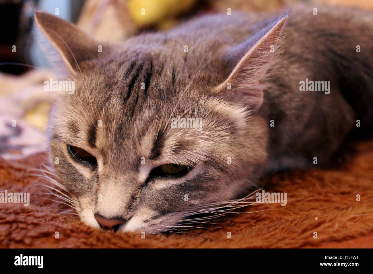 close-up of sleeping muzzle of Scottish Straight cat Stock Photo
