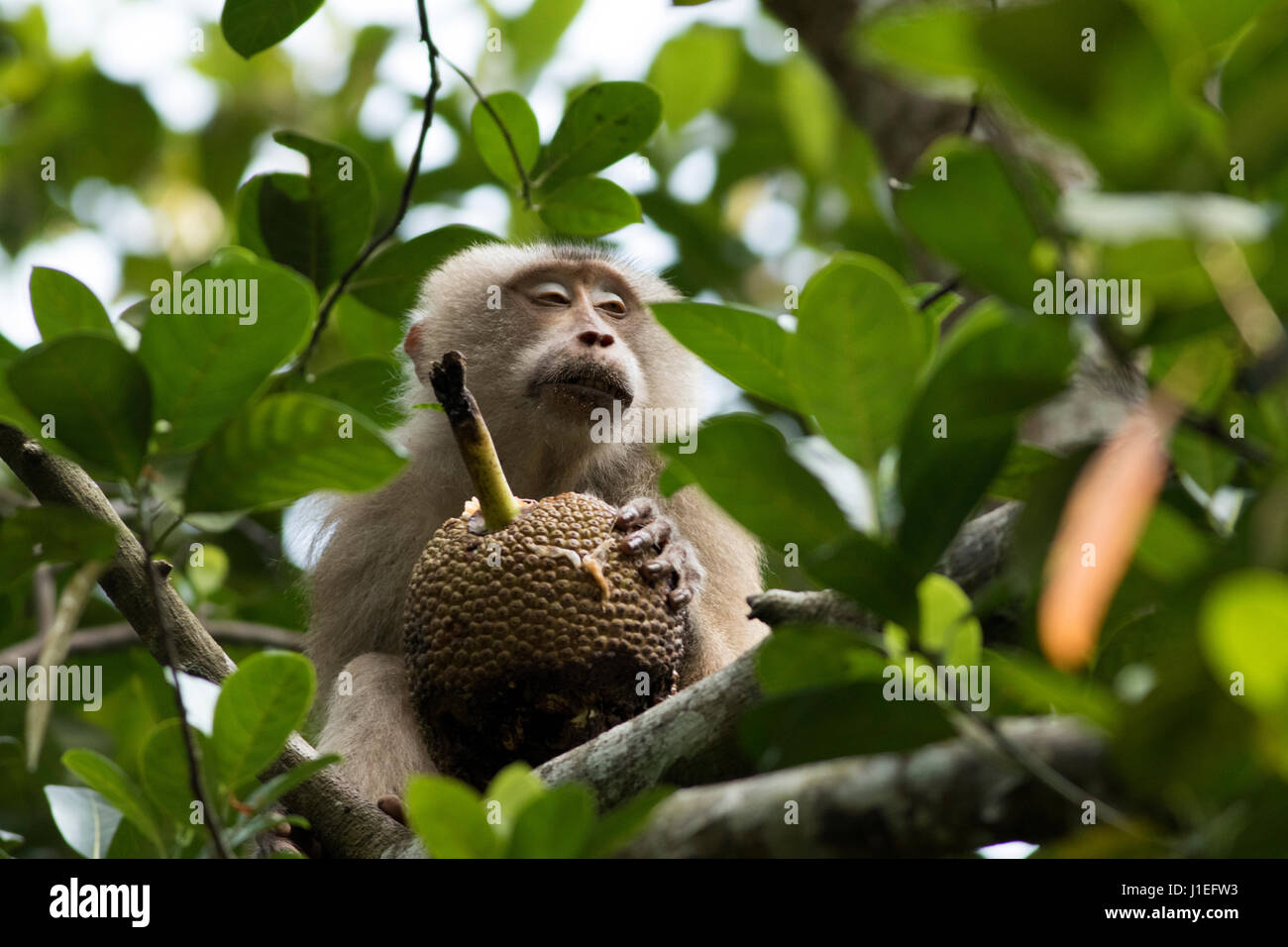Pig-tailed Macaque (Macaca Leonina) locally called Kulu Banar eats jackfruit at Lawachara National Park. Moulvibazar, Bangladesh. Stock Photo