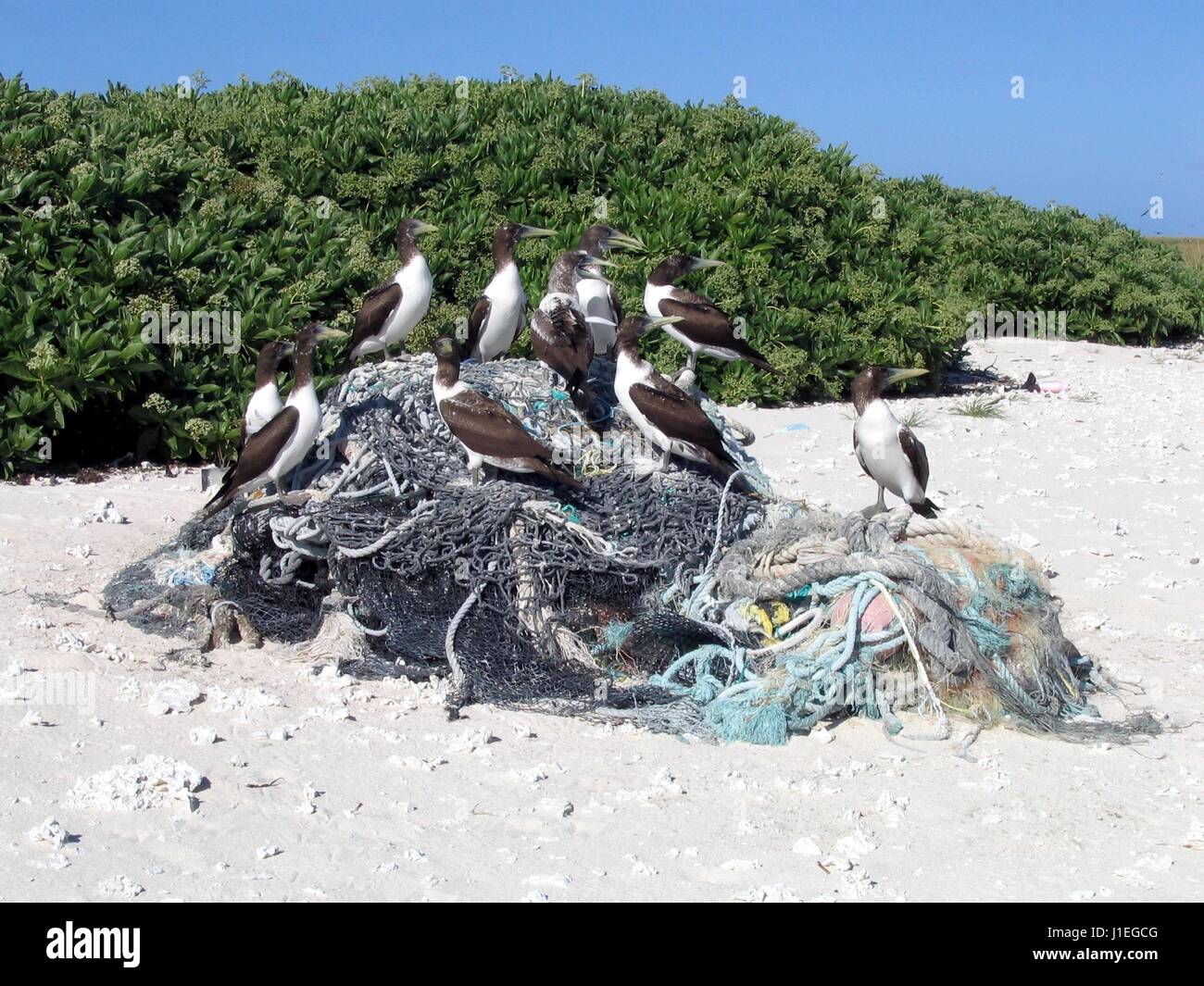 Birds sit on top of a pile of discarded fishing net on Laysan Island in the Papahanaumokuakea Marine National Monument September 9, 2004 in the Hawaiian Islands National Wildlife Refuge. The NOAA Marine Debris Program removes thousands of pounds of refuse each year from the islands. Stock Photo