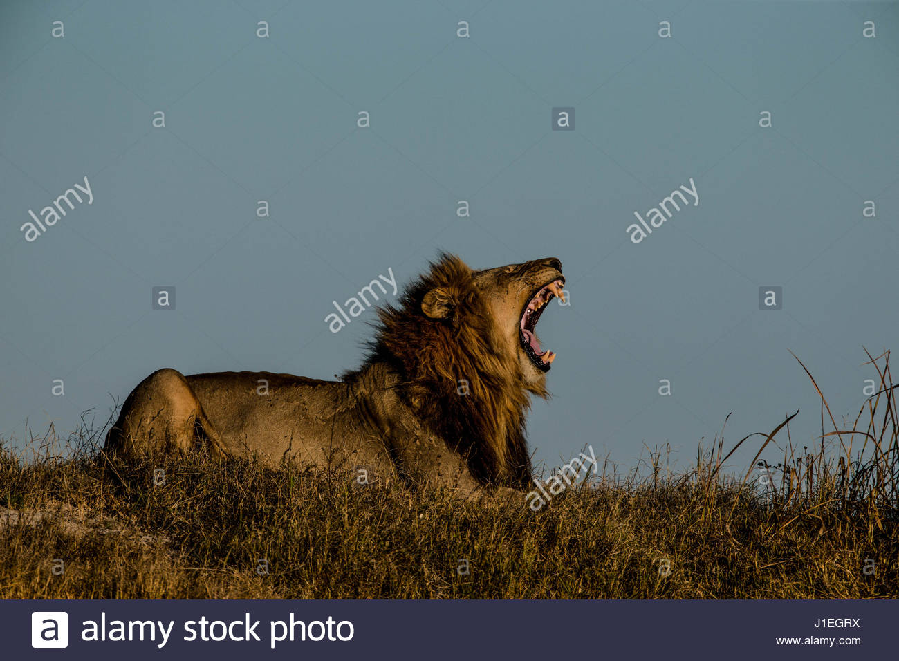 Lion Roaring Side View High Resolution Stock Photography and Images - Alamy