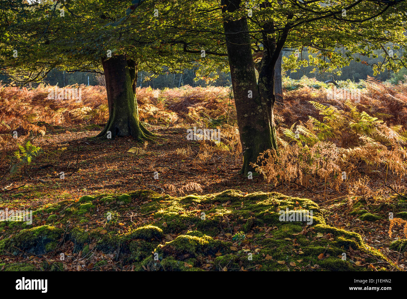 Sunset in the New Forest, Hampshire, England near the Bolderwood Ornamental Drive. Stock Photo