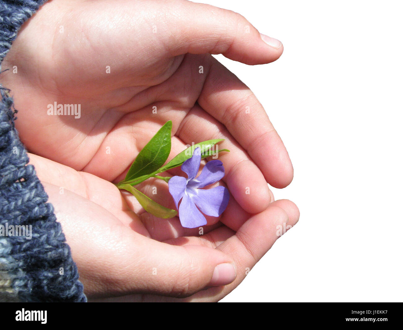Violet lies on the palm of the child. Stock Photo