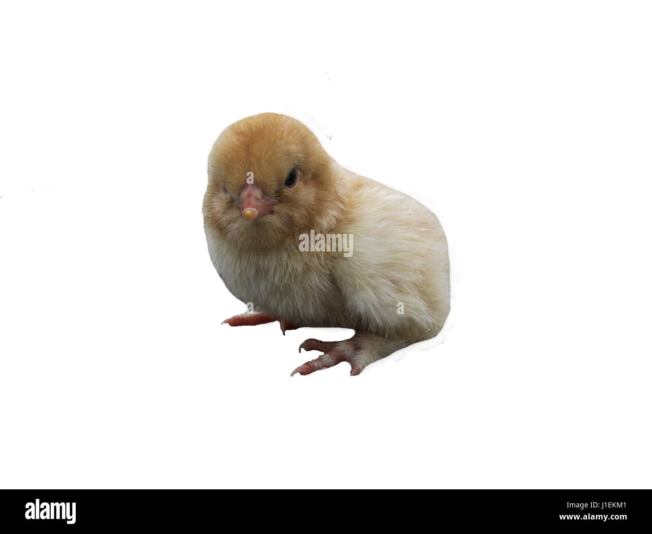 Cute little baby chicken isolated Stock Photo