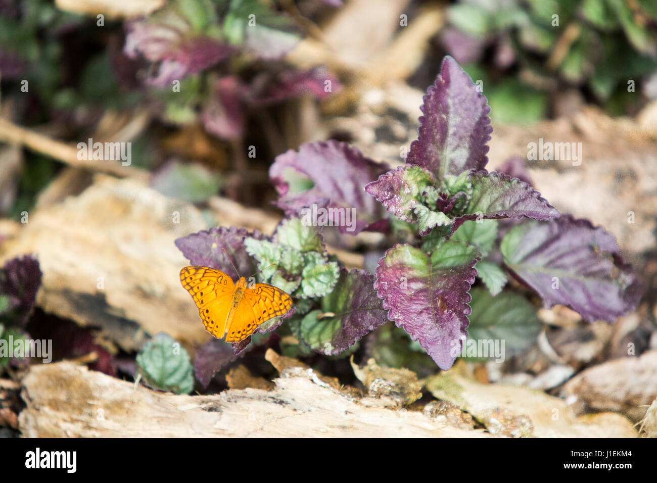 A frittilary butterfly rests on a colorful plant in the tropical botanical gardens of Casa Orquideas. Stock Photo