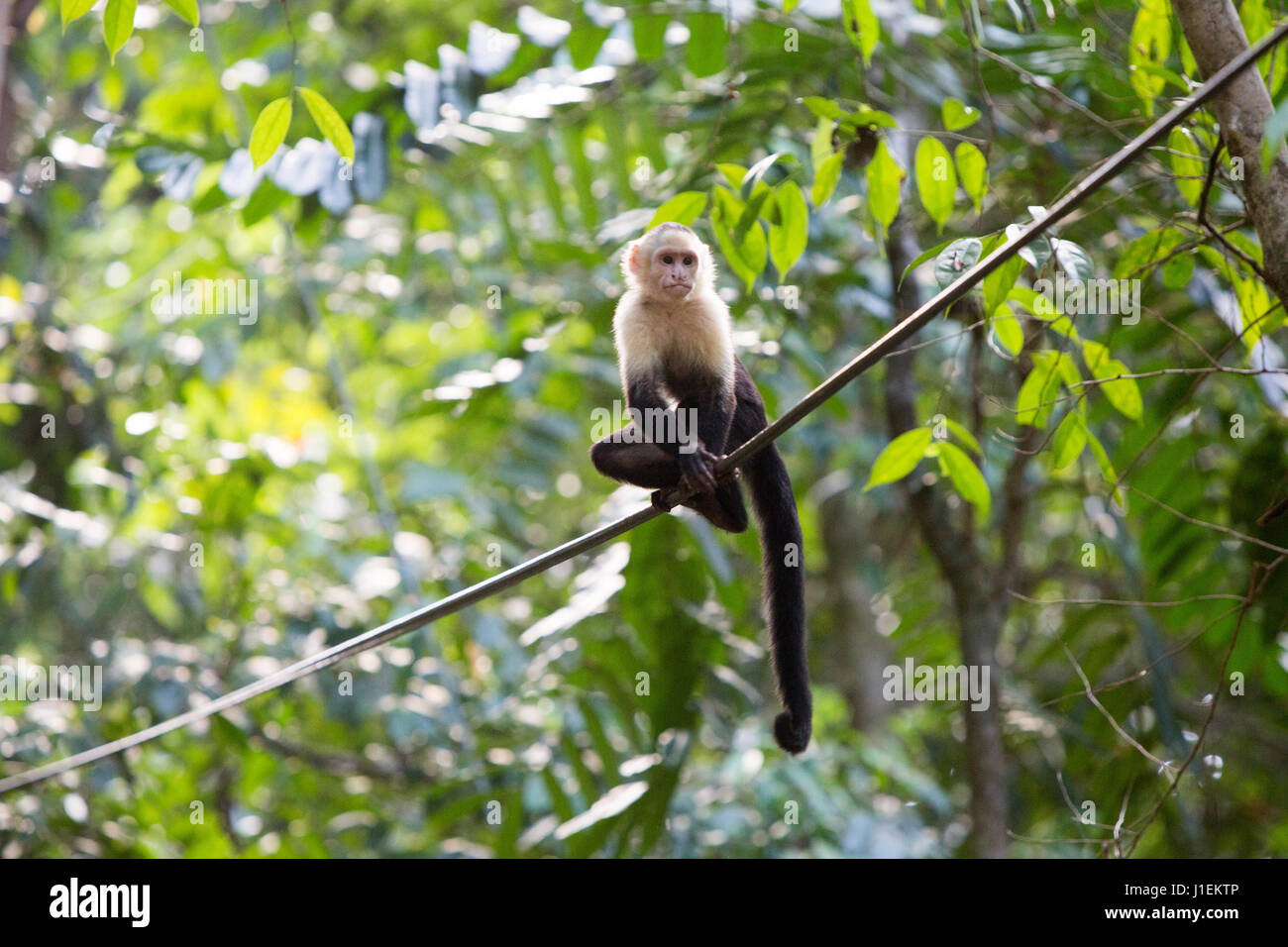In Manuel Antonio National Park, a white-faced capuchin monkey rests on a cable amongst the trees. Stock Photo
