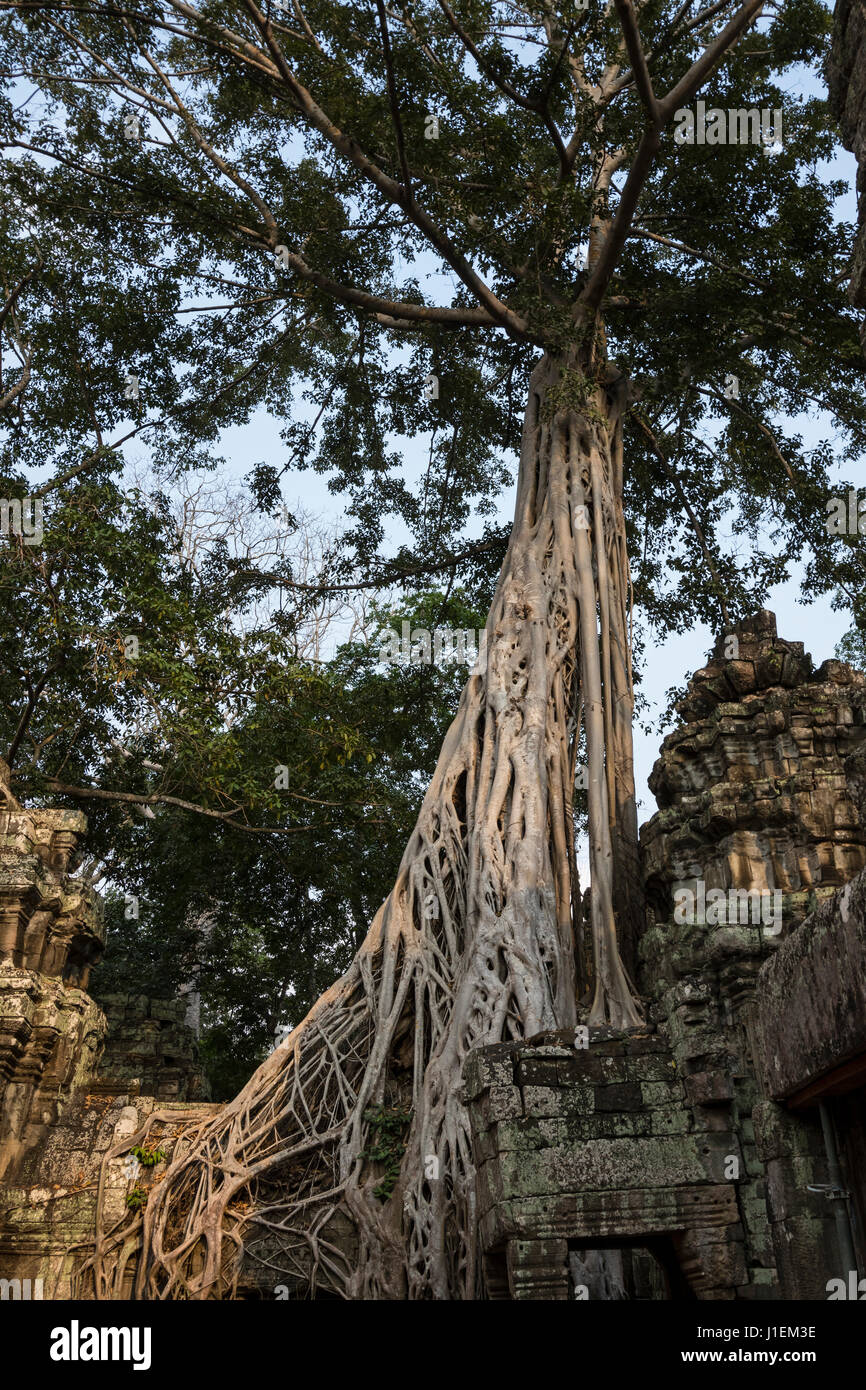 The temple Ta Prohm with  Council tree (Ficus altissima Blume), Strangler fig, Stock Photo