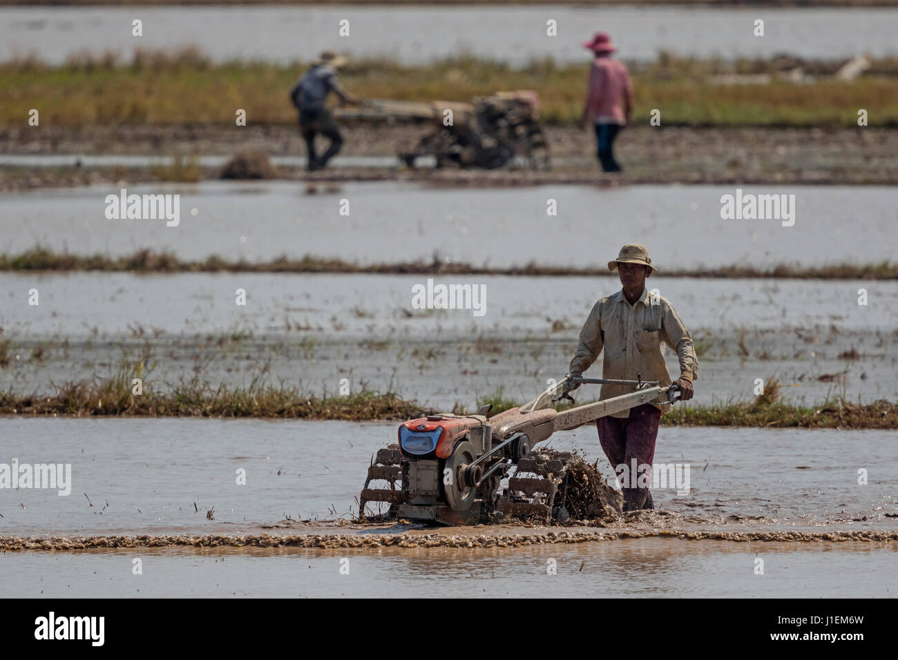 Men cultivate rice paddy. Cultivation of rice field Stock Photo