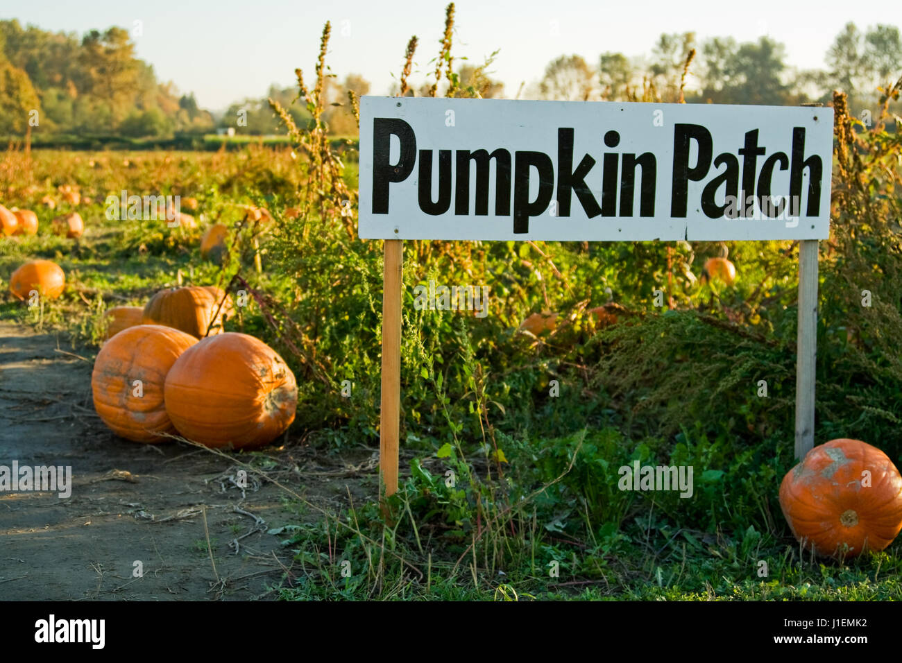 Pumpkin Patch Porn